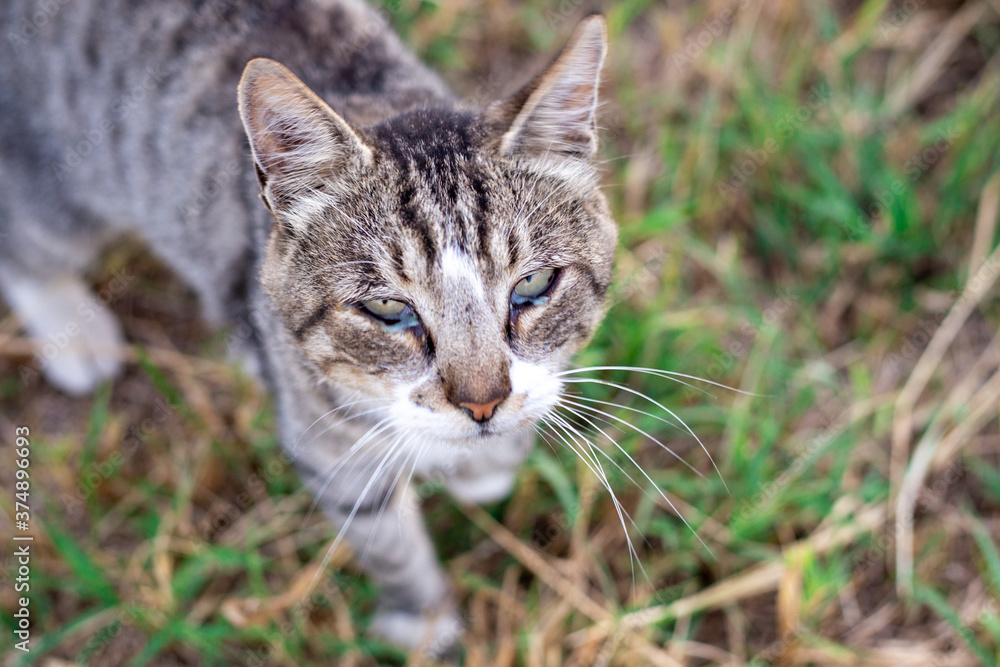 sore eyes in a cat. Purulent discharge from the eyes. Treatment and care sore eyes in a cat. Purulent discharge from the eyes. Treatment and care