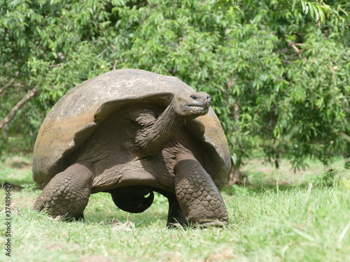 Die Galapagos-Riesenschildkröte, Chelonoidis nigra, ist die größte terrestrische Schildkrötenart.