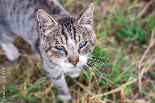 Wallpaper Mural sore eyes in a cat. Purulent discharge from the eyes. Treatment and care Torontodigital.ca