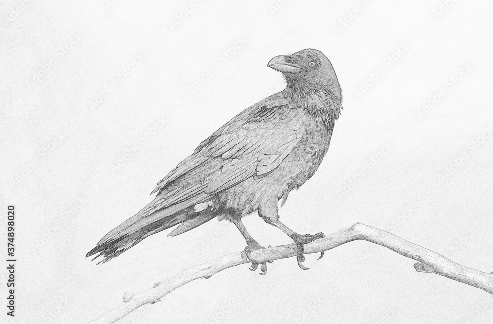 Fototapeta premium Raven (Corvus corax) - sketch image