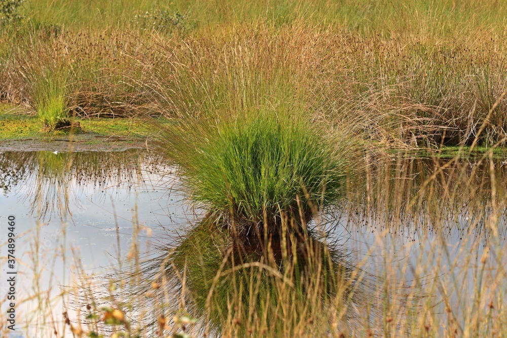 Moorauge am Ewigen Meer in Ostfriesland Moorauge am Ewigen Meer in Ostfriesland