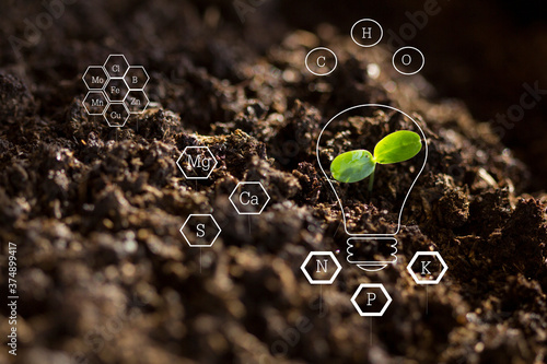 The seedlings are growing from the rich soil