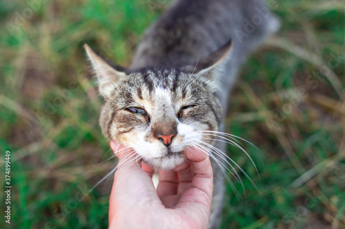 Wallpaper Mural the hostess caresses a cat, the animal narrowed its eyes with pleasure. Love and care for pets Torontodigital.ca