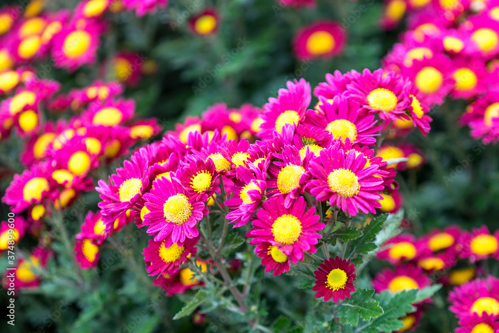 Floral background with bright pink chrysanthemum Floral background with bright pink chrysanthemum