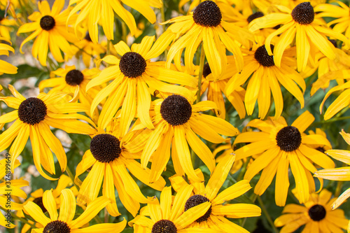 Feld mit gewöhnlichem Sonnenhut in gelb / Rudbeckien photo