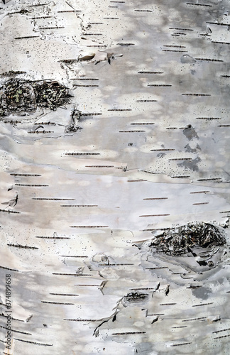 birch bark wood texture white background