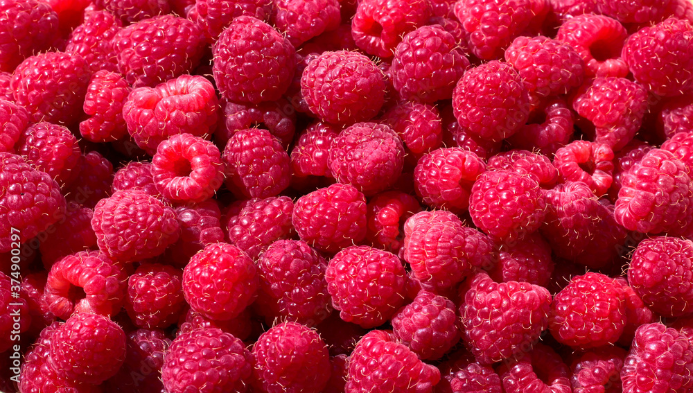 Raspberry for the background. Lots of ripe raspberries. Raspberry for the background. Lots of ripe raspberries.