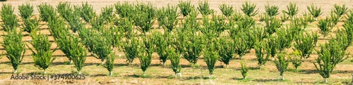 ocotillos a species of ocotillos as known as vine cactus in a field in greece  photo