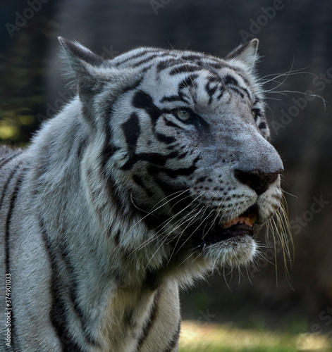 Fototapeta Naklejka Na Ścianę i Meble -  albino royal bengal tiger close up