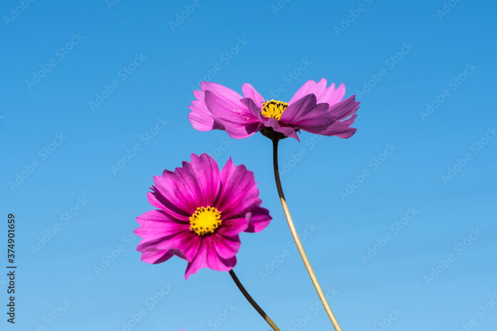Natural growth of Gesang flowers and hummingbirds and butterflies in the park Natural growth of Gesang flowers and hummingbirds and butterflies in the park