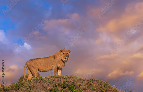 Fototapeta Naklejka Na Ścianę i Meble -  Young Male Lion near Mara Air Strip with colourful sky see at Masai Mara, Kenya,Africa