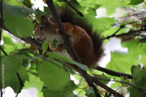 Eichhörnchen versteckt sich im Haselnussbaum
