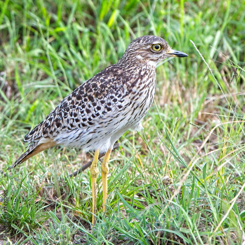 Spotted Thick-knee (Spotted Dikkop, Burhinus capensis), male, Maasai Mara, Kenya. photo