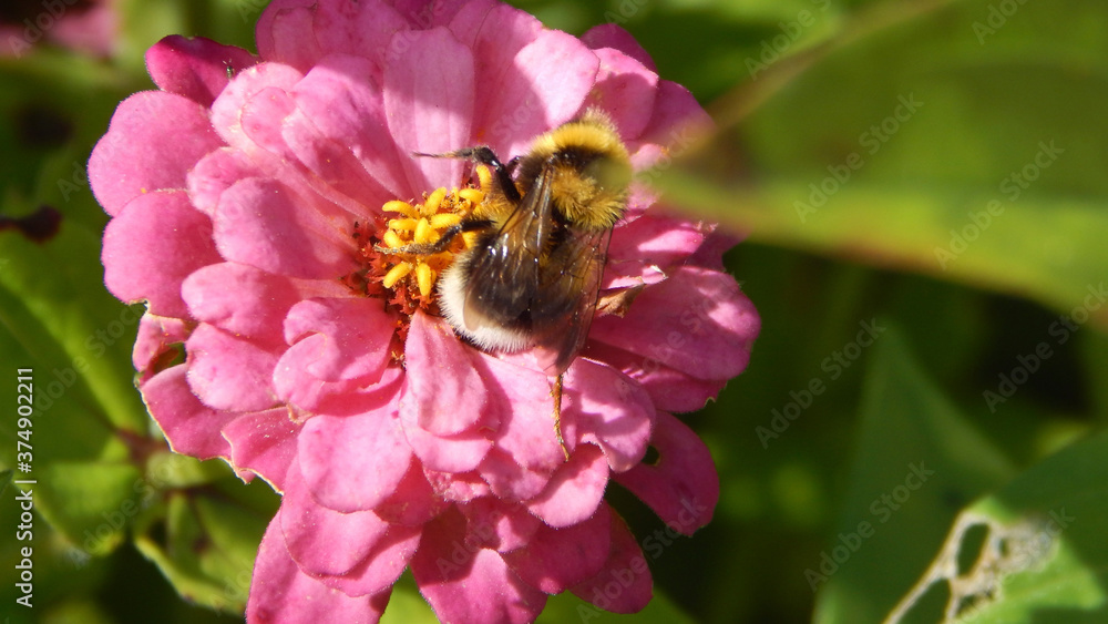 bumblebee on a flower