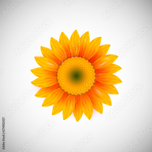 Isolated realistic sunflower plant