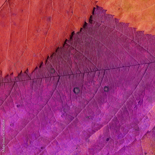 Colorful leaves background. Natural organic texture. 