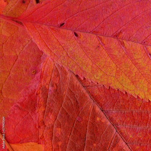Colorful leaves background. Natural organic texture. 