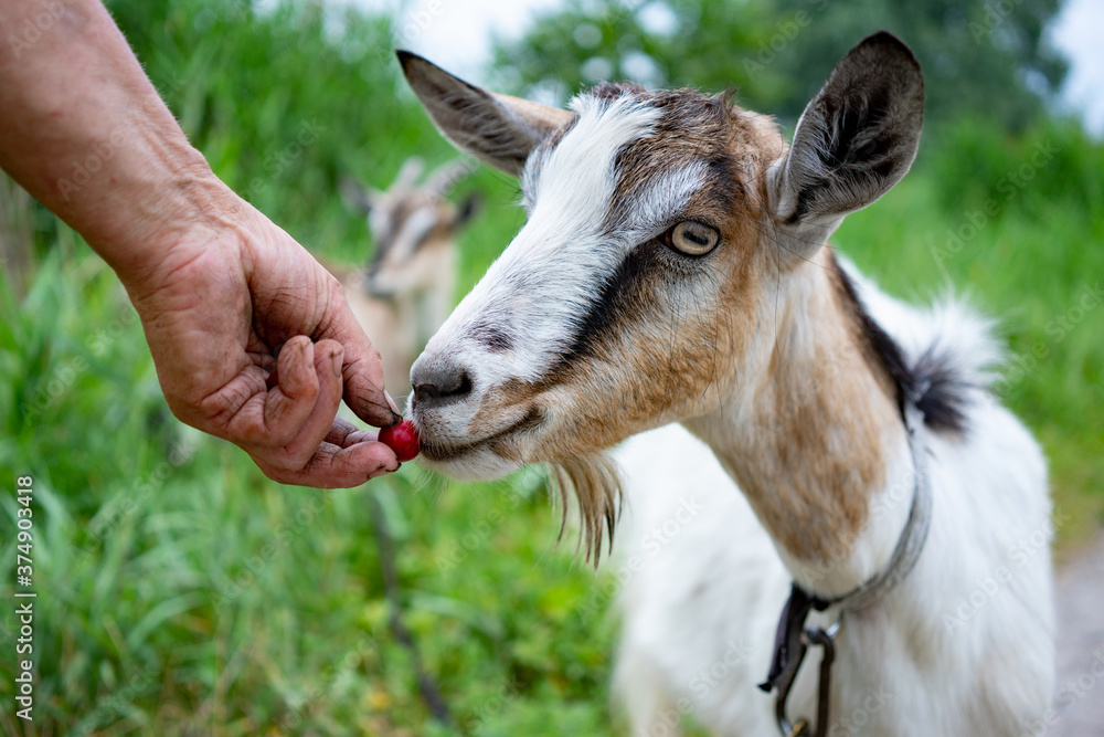 Hand of unrecognizable farmer holding cherry, man feeding young hairy female goat outdoors. Domestic farm animal grazing, wearing collar on long leash, summer meadow, green grass.