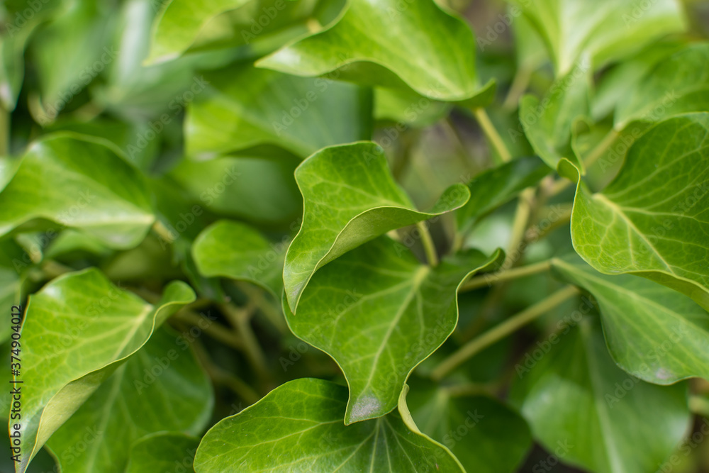 Rankpflanze / Gemeiner Efeu / Hedera canariensis Rankpflanze / Gemeiner Efeu / Hedera canariensis