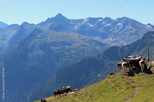 Wallpaper Mural mountain landscape with cows Torontodigital.ca
