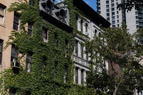 Photography Row of Beautiful Ivy Covered Residential Buildings on the Upper East Side of New