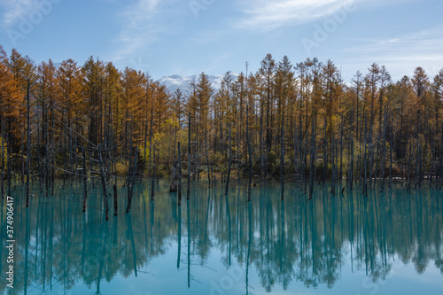 秋の黄葉の林と青い池 美瑛町 © kinpouge