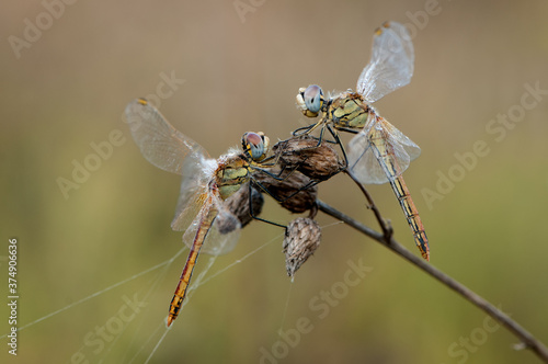 Two dragonflies on a dry blade of grass on an early summer morning