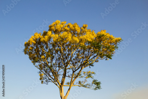 Guapuruvu cheio com flores amarelas. photo