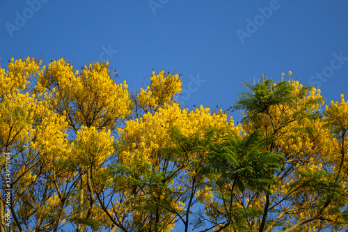 Detalhe de copa de guapuruvu florido com céu azul ao fundo.