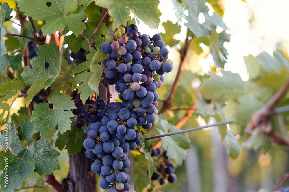 Grape vine of Fruska Gora mountain, Serbia, on sunset Grape vine of Fruska Gora mountain, Serbia, on sunset