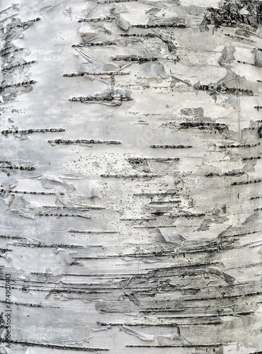 birch tree bark texture close-up cortex photo