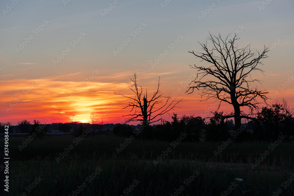 Fototapeta premium sunset in the forest
