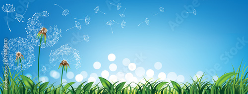 Dandelions with fresh green grass and light bokeh for Spring or summer background