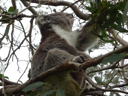 Fototapeta Naklejka Na Ścianę i Meble -  koala sleeping on a tree