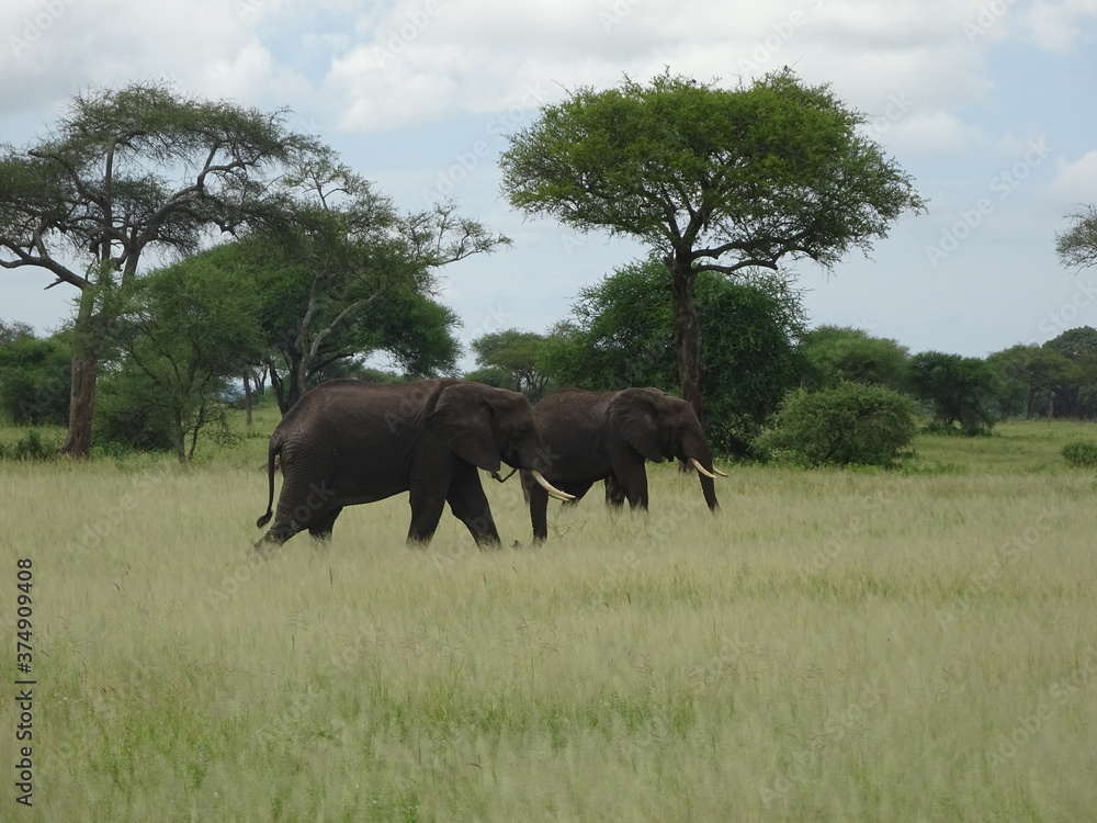 herd of elephants herd of elephants