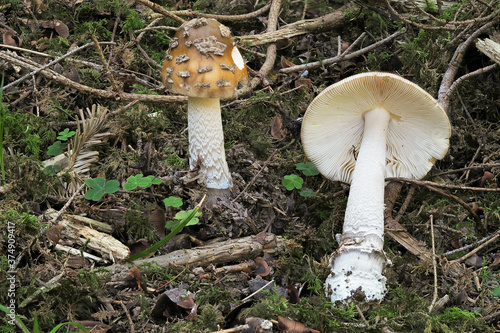 Amanita ceciliae