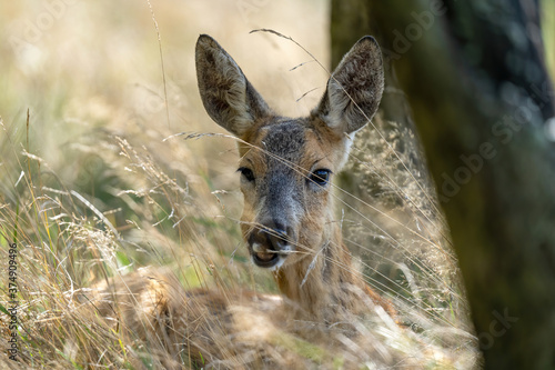 Fototapeta Naklejka Na Ścianę i Meble -  sarna.