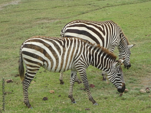 zebra eating grass