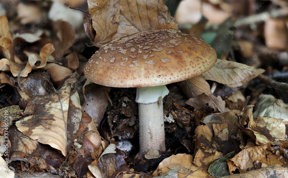 Amanita rubescens Amanita rubescens