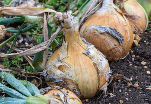 Fotografie Close up of large ripe Onion 'Ailsa Craig' growing in the earth in rows on allotment