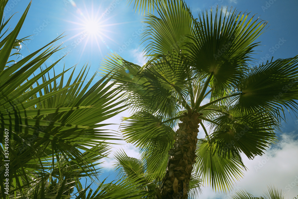 Palm trees close up with sunlight seen through the leaves. Summer vacation concept Palm trees close up with sunlight seen through the leaves. Summer vacation concept