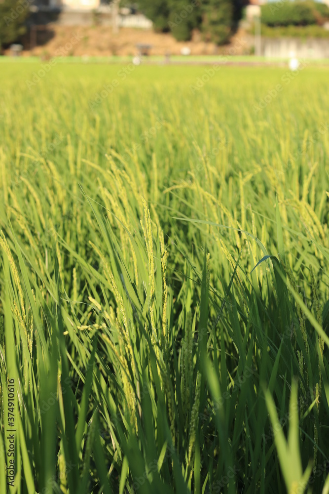Fototapeta premium 稲 Rice