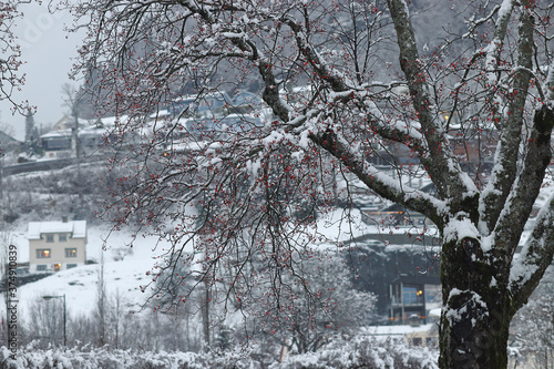 Tree with red berries under the snow. Wooden houses on a hill in the background. A town in Hardanger, Hordaland, Norway. Beautiful Norwegian landscape, winter wonderland, snowfall.