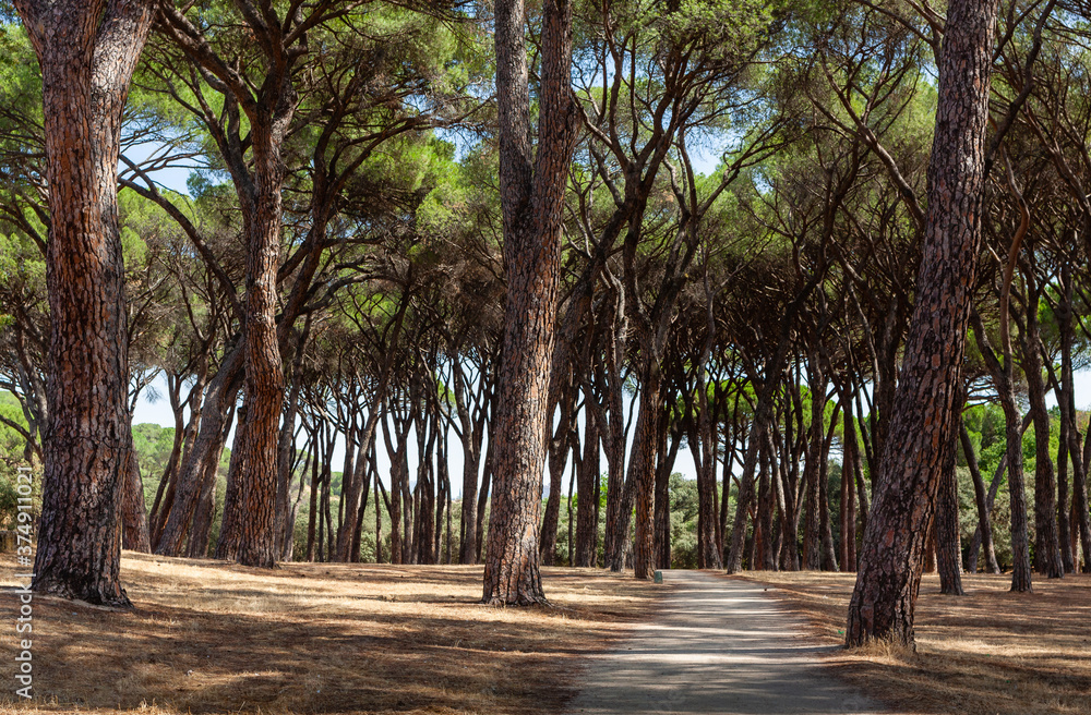 Small bicycle paths made from sand in Caso de Campo park in Madrid, Spain