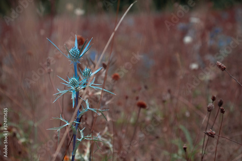 cardo azzurro su erba rossa © Luca