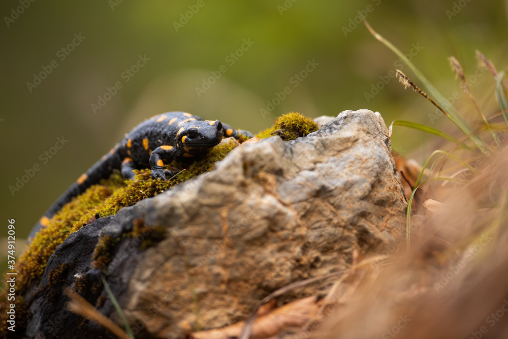 Naklejka premium Slow fire salamander, salamandra salamandra, crawling on a rock in autumn nature. Spotted amphibian approaching from a front view in fall. Black animal in wilderness.
