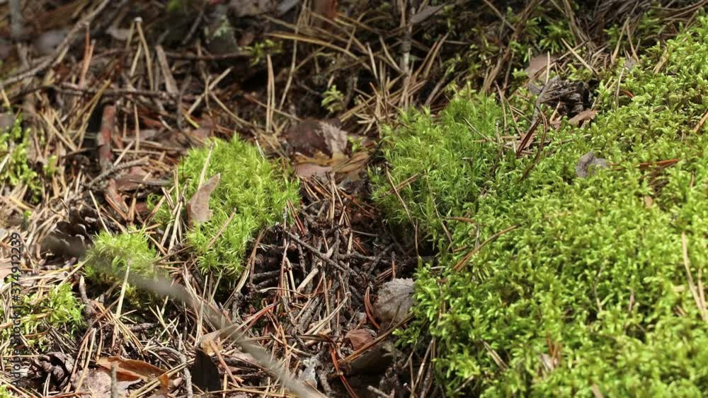 forest ants on an anthill on a Sunny day forest ants on an anthill on a Sunny day
