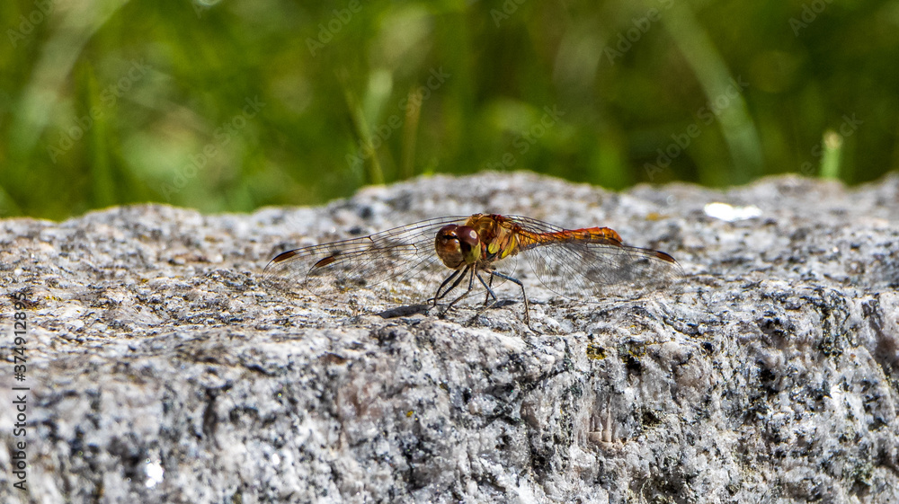 Libelle Libelle