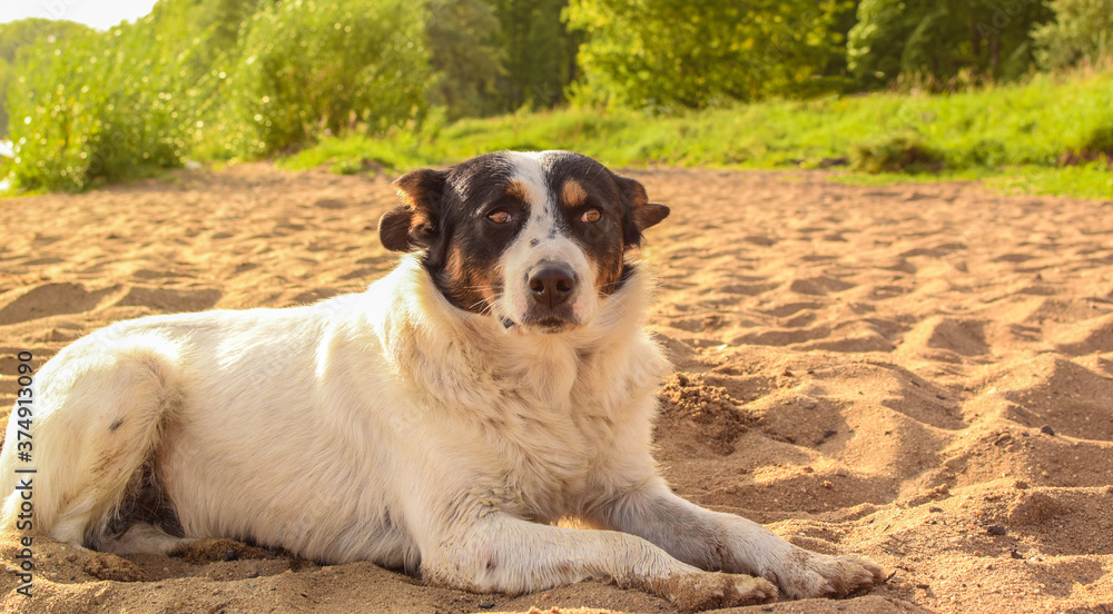 Dog lies on the sea sand. Mongrel dog on a blurred background of nature.