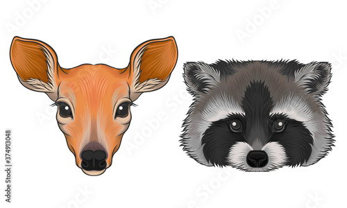 Deer and Striped Raccoon Muzzle with Fur Vector Set